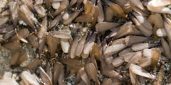 Termite swarm