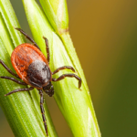 The 3 Types of Ticks You’ll Find on Long Island | with Suburban Exterminating in NY