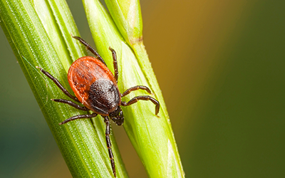 The 3 Types of Ticks You’ll Find on Long Island | with Suburban Exterminating in NY