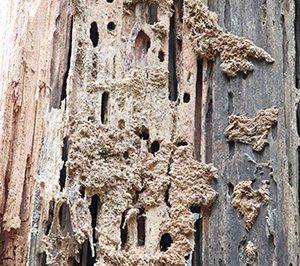 Example of carpenter ant damage in wood - smooth chewed tunnels with frass