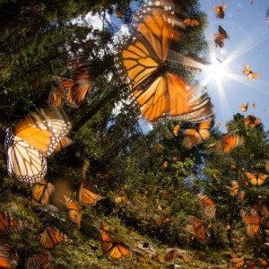 Flying monarch butterflies