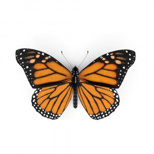 Monarch butterfly