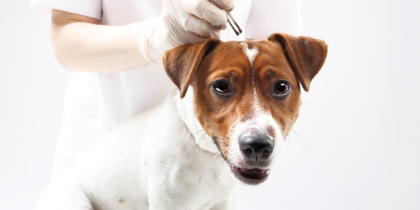Vet removing a tick from a dog with tweezers