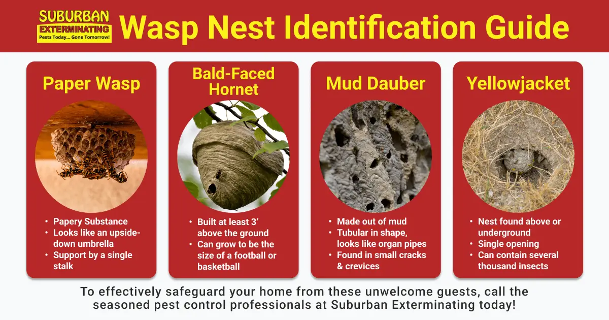 Wasp nest guide on Long Island | with Suburban Exterminating in NY