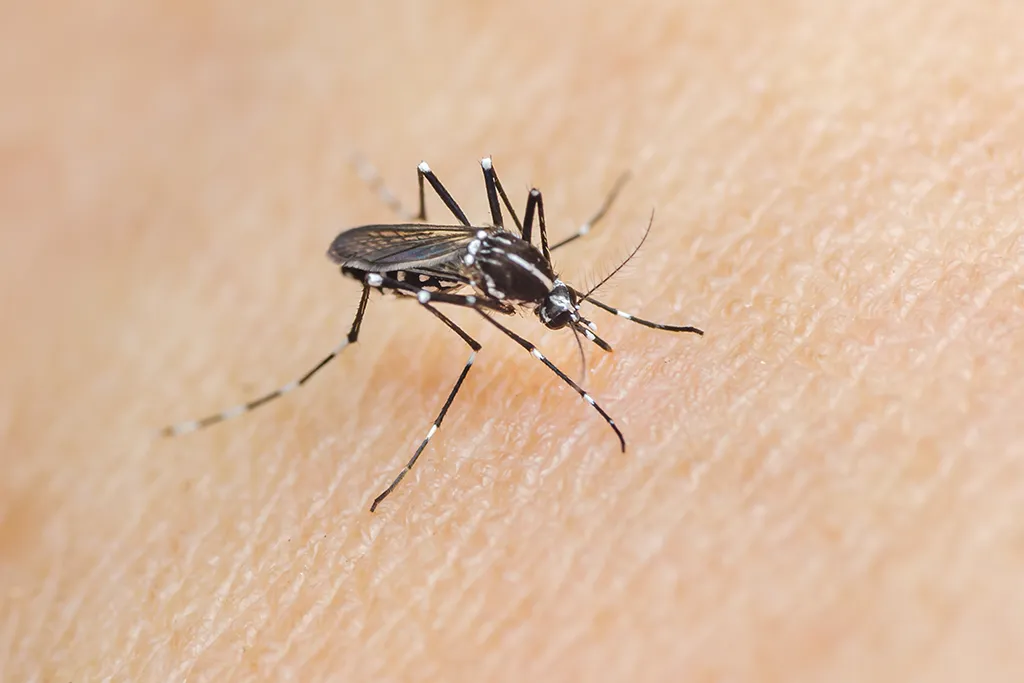 Close up of a mosquito on a person's skin