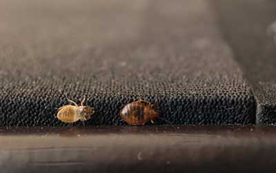 What is the main cause of bed bugs