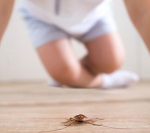 Cockroach crawling on floor in Long Island NY metro area | Suburban Pest Control
