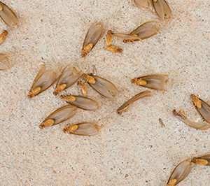 Winged Termites vs Winged Ants in your area