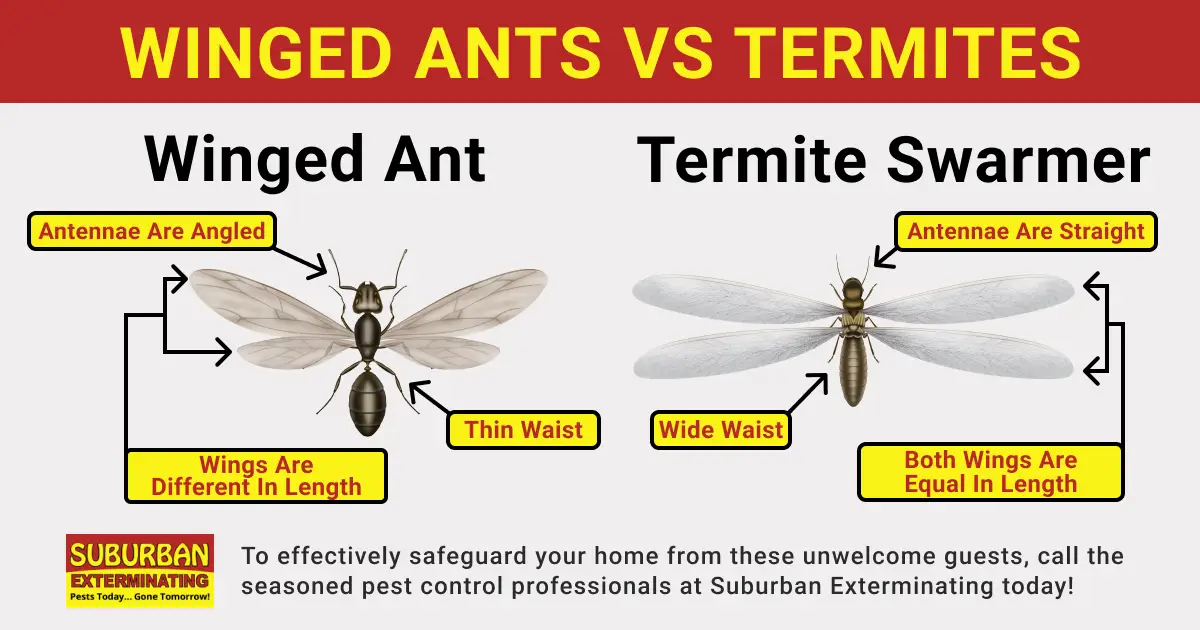 brown winged termite and a black-winged ant shows difference in size and wing span in Suffolk County & Nassau County | Suburban Exterminating