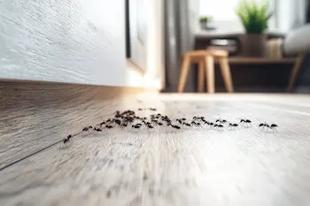 Pet-Friendly Ant Removal Strategies in your area