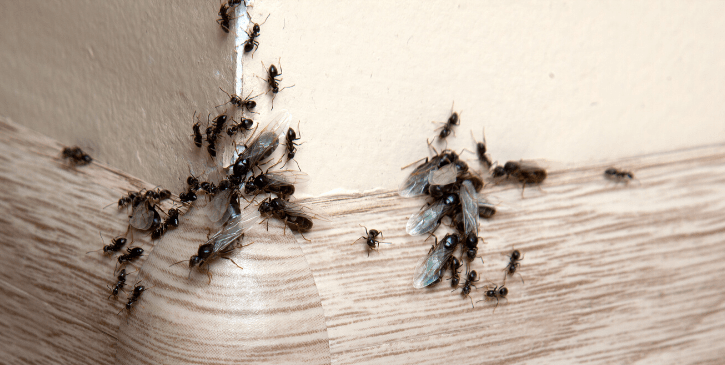 Carpenter Ants On Wall
