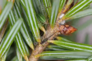 tiny aphid on a christmas fir tree inside long island home