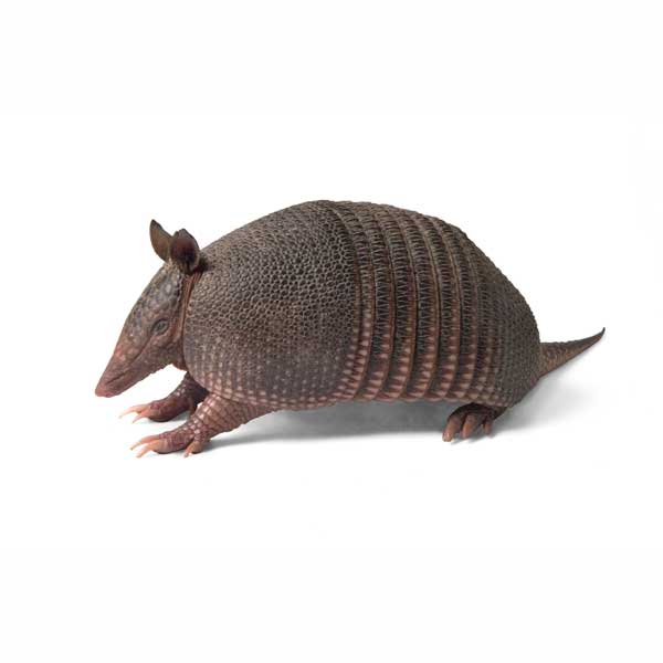 Armadillo