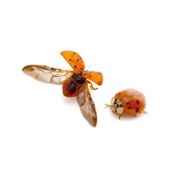 Asian Lady Beetle | Suburban Exterminating serving Ronkonkoma, NY