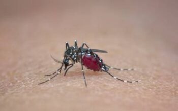 asian tiger mosquito bites a person - an invasive pest on long island that became the dominant species