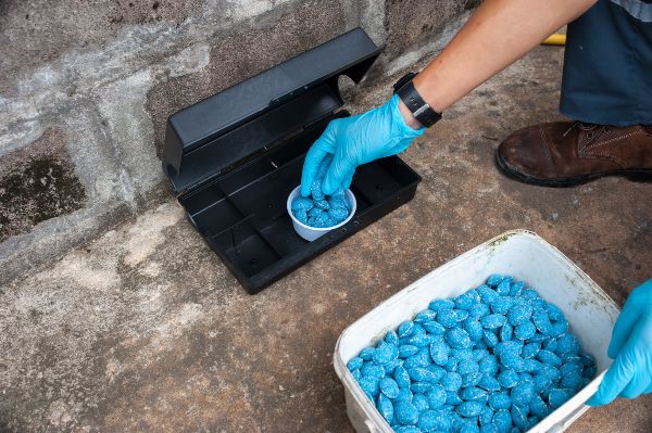 Exterminator loading bait into rat trap