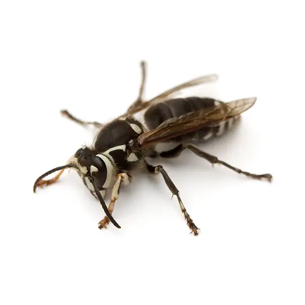 Bald-Face Hornet Isolated on White Background