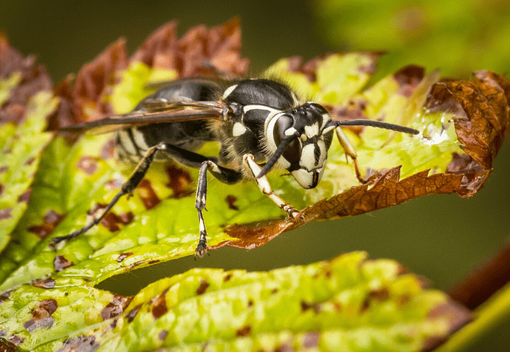 Bald-Faced Hornet in Long Island NY metro area | Suburban Pest Control