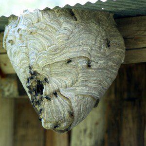 Bald Faced Hornet Nest in Long Island NY metro area | Suburban Pest Control