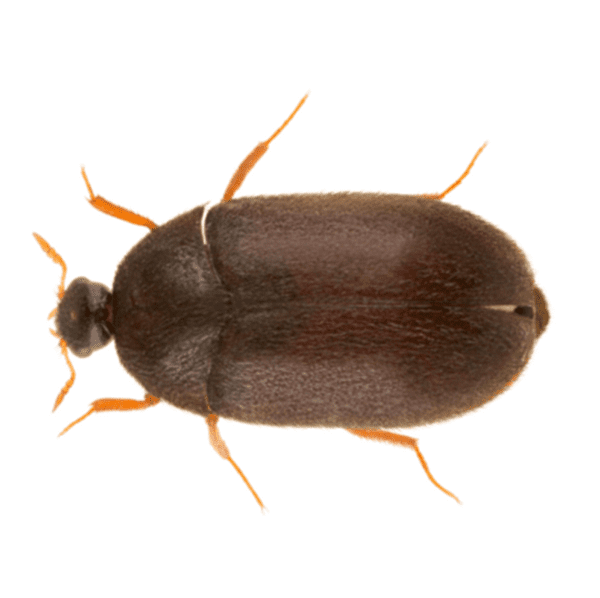 Black Carpet Beetle
