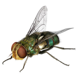 Blow Fly up close white background