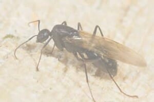 Winged black carpenter ant sitting on wood