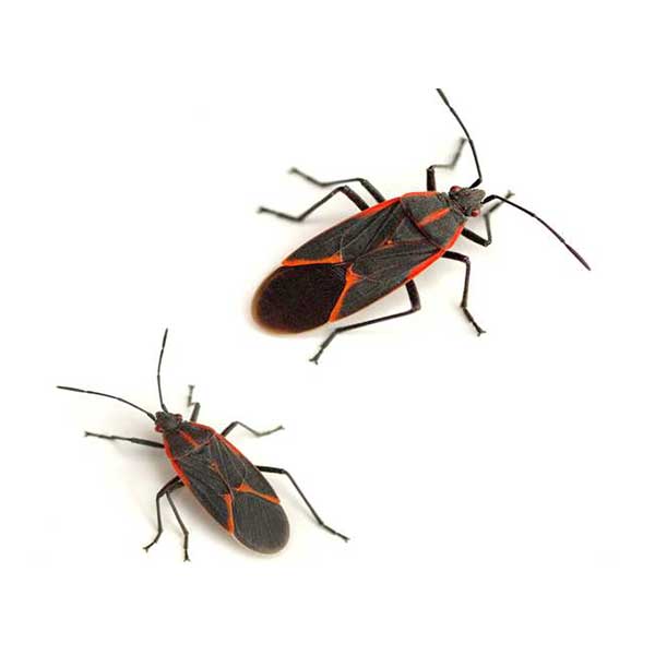 Boxelder Bugs | Suburban Exterminating serving Ronkonkoma, NY