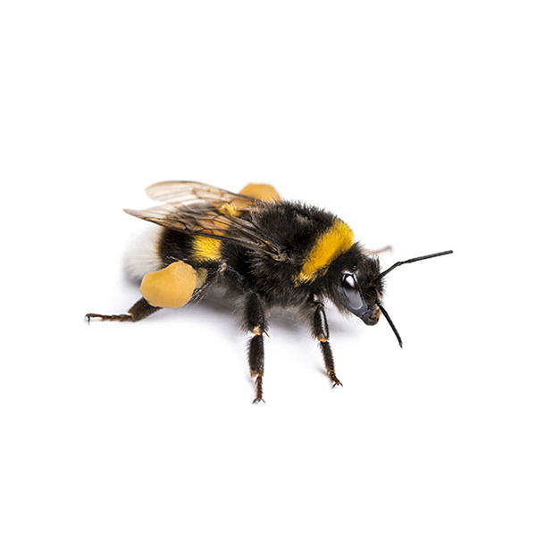 Bumblebee up close white background