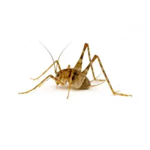 Insects
