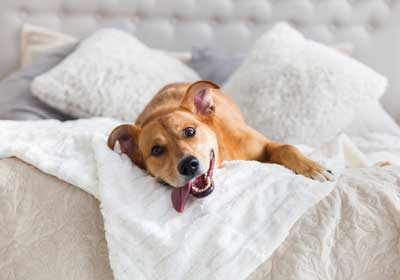 Dog in messy bedding