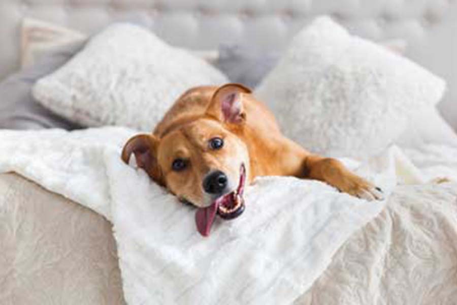 Dog rolling on unmade bed