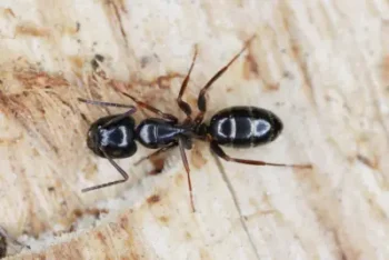 closeup of a carpenter ant, highlighting differences from termite