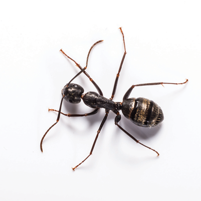 Carpenter Ant up close white background