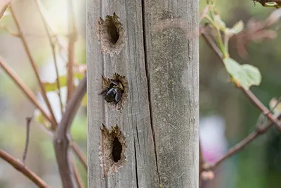 Carpenter Bee  Control in your area