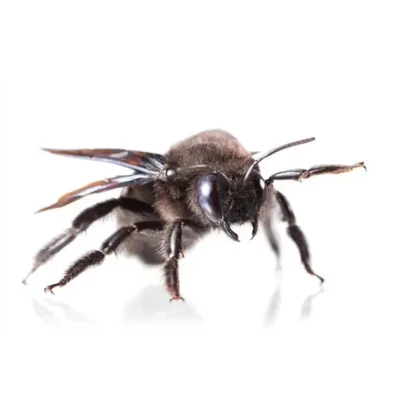 Carpenter Bee | Suburban Exterminating serving Ronkonkoma, NY