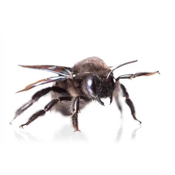 Carpenter Bee | Suburban Exterminating serving Ronkonkoma, NY