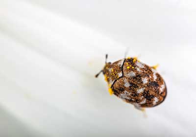 Carpet beetle up close