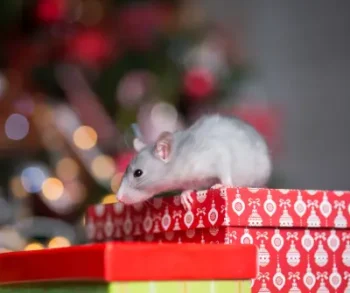 long island holiday rat hanging out with presents under the christmas tree