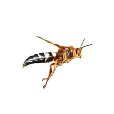 Cicada Killer Wasp Isolated on White Background