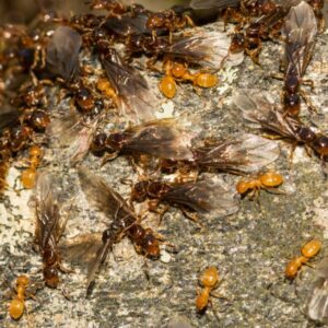 citronella ant swarm on long island - learn more about larger yellow ants from suburban pest control