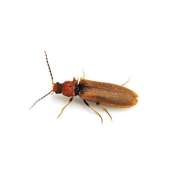 Click Beetle up close white background