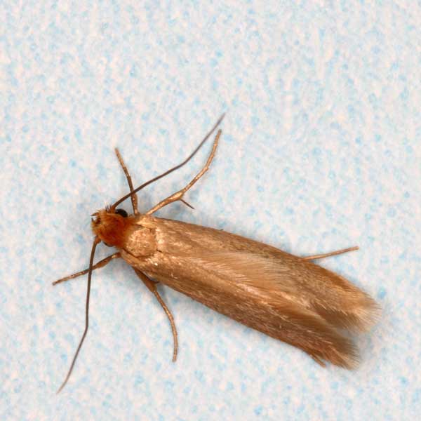 Why Clothing Moths Appear In Closets (And 7 Tips To Avoid Getting Them)