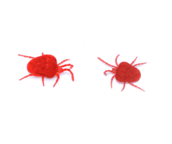 Clover Mite