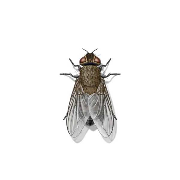 Cluster Fly | Suburban Exterminating serving Ronkonkoma, NY