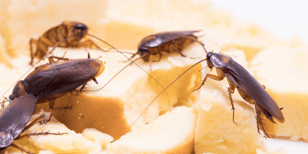 cockroaches on cheese