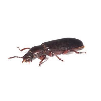 Confused Flour Beetle