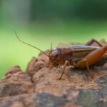 a house cricket sitting on a log outdoors