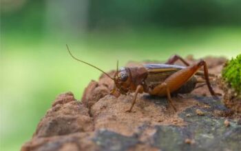 a house cricket sitting on a log outdoors