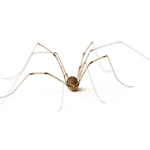 daddy long legs on a white background