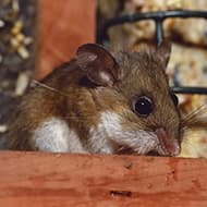 Deer Mouse White Footed Mouse